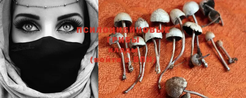 это наркотические препараты  Черногорск  Галлюциногенные грибы MAGIC MUSHROOMS  дарнет шоп 